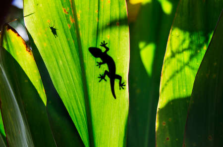 gecko on leafの写真素材