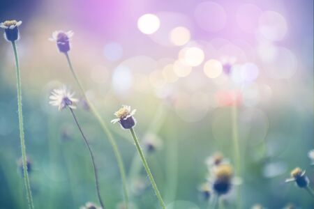 grass flower in autumn morning  vintage grass flower field in nature background.の写真素材