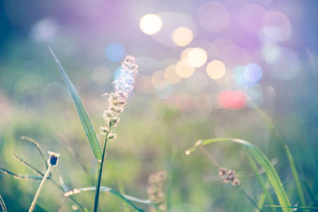 grass flower in autumn morning  vintage grass flower field in nature background.の写真素材