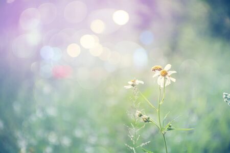 white flowers blooming in a gardenの写真素材