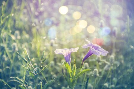 grass flower in autumn morning  vintage grass flower field in nature background.の写真素材