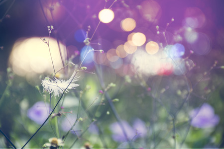 grass flower in autumn morning  vintage grass flower field in nature background.の写真素材