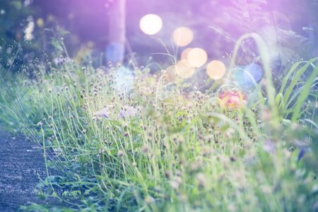 grass flower in autumn morning  vintage grass flower field in nature background.の写真素材