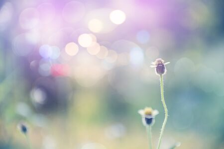 grass flower in autumn morning  vintage grass flower field in nature background.の写真素材