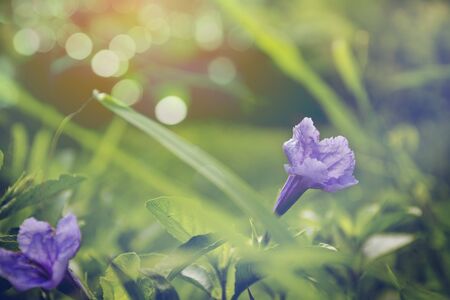 grass flower in autumn morning  vintage grass flower field in nature background.の写真素材