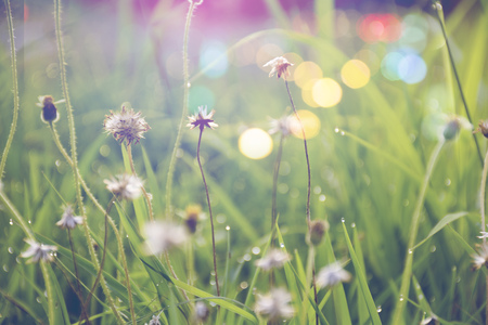 weed flowers in vintage color style texture for backgroundの写真素材