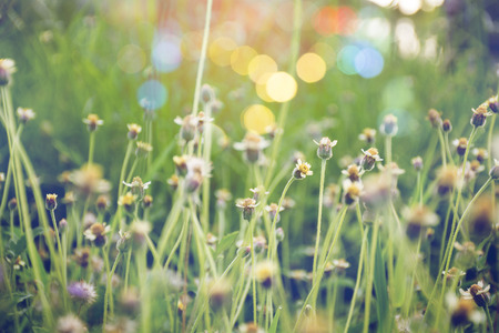 weed flowers in vintage color style texture for backgroundの写真素材