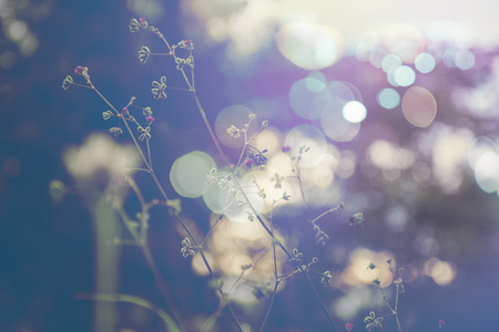 weed flowers in vintage color style texture for backgroundの写真素材