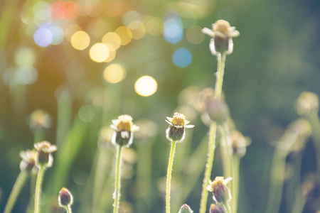 weed flowers in vintage color style texture for backgroundの写真素材