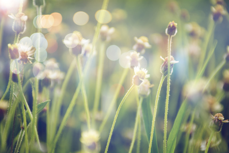 weed flowers in vintage color style texture for backgroundの写真素材