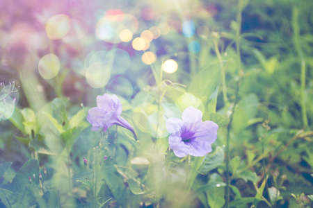 grass flower in autumn morning vintage grass flower field in nature background.の写真素材