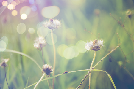 weed flowers in vintage color style texture for backgroundの写真素材