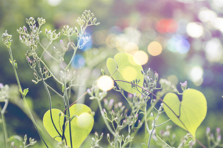 weed flowers in vintage color style texture for background