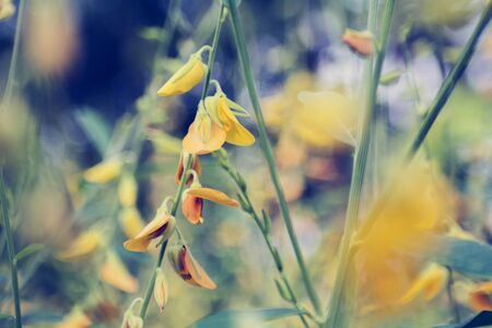 Natural yellow field background. Green field background with sun hemp or Crotalaria juncea .の写真素材