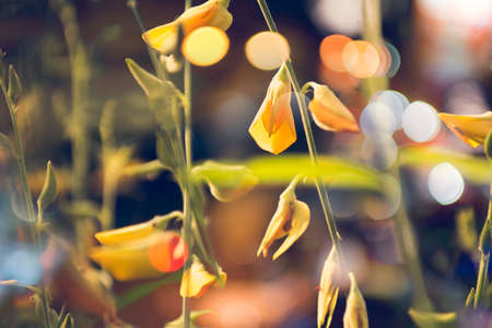 Natural yellow field background. Green field background with sun hemp or Crotalaria juncea .の写真素材