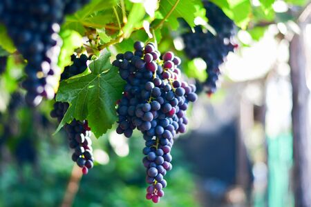 Close-up of bunches of ripe red wine grapes on vine