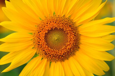 Sunflower field. Summer background  bright yellow sunflowerの写真素材