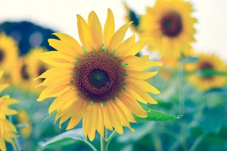 Sunflower field. Summer background  bright yellow sunflowerの写真素材
