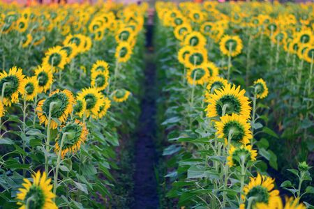 Sunflower field. Summer background  bright yellow sunflowerの写真素材