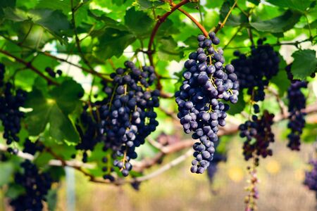 Close-up of bunches of ripe red wine grapes on vineの写真素材