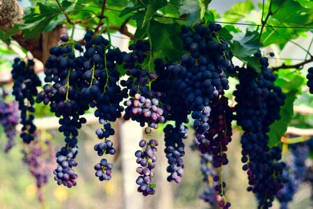 Close-up of bunches of ripe red wine grapes on vineの写真素材