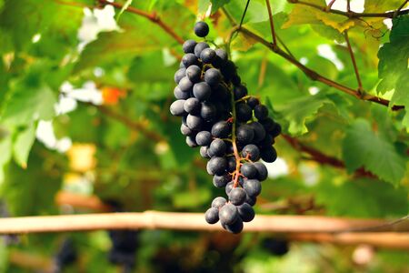 Close-up of bunches of ripe red wine grapes on vineの写真素材