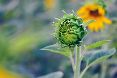 Sunflower field. Summer background, bright yellow sunflowerの写真素材