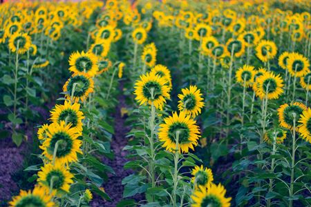Sunflower field landscapeの写真素材