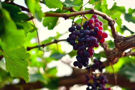 Close-up of bunches of ripe red wine grapes on vineの写真素材