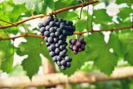 Close-up of bunches of ripe red wine grapes on vineの写真素材