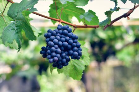Close-up of bunches of ripe red wine grapes on vine