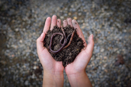Group of earthworms in handsの写真素材
