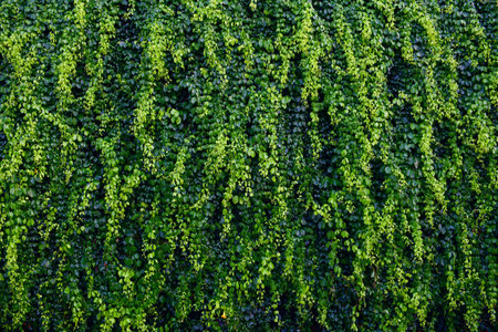 Leaves wall texture background. Green Ivy wall.の写真素材