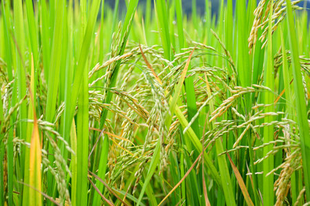 Rice field. Beautiful golden rice field and ear of rice.の写真素材