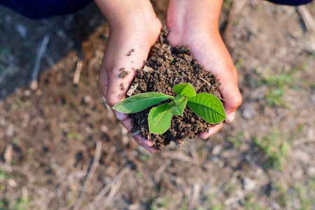 hand holding young plant. concept eco earth day.の写真素材