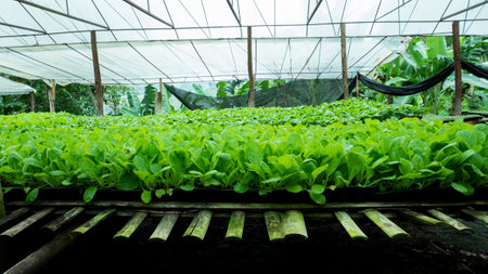 Fresh organic lettuce growing in vegetable plot inside clean and beautiful greenhouse.の写真素材