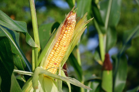 Ripe corn cob in field on sunny day, fresh corn on stalk in fieldの写真素材