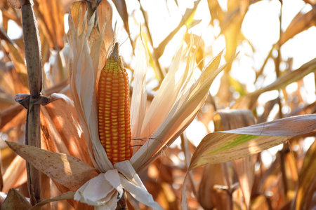 corn field on crop plant for harvestingの写真素材