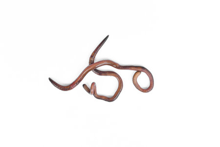 Close up of Earthworms on a white background.の写真素材