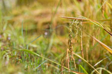 Beautiful golden rice field and ear of rice.の写真素材
