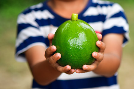 children's hands holding avocado, Summer healthy eating concept.の写真素材