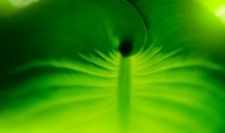 Macro photo of leaf green and freshの写真素材