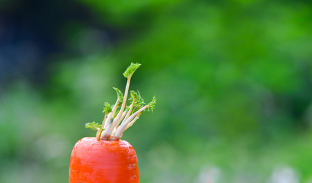 The photo depicts a carrots growing with the focus on their growth process.の写真素材