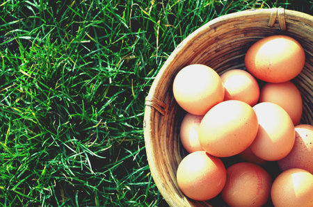 Fresh egg in wood basket from gardenの素材