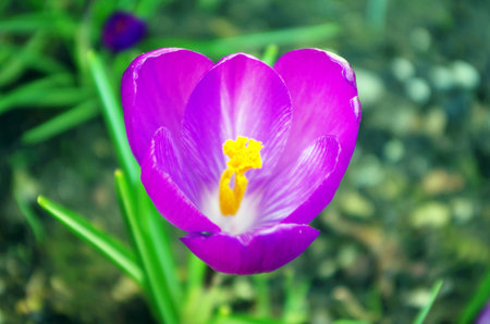 purple crocus spring flowerの写真素材