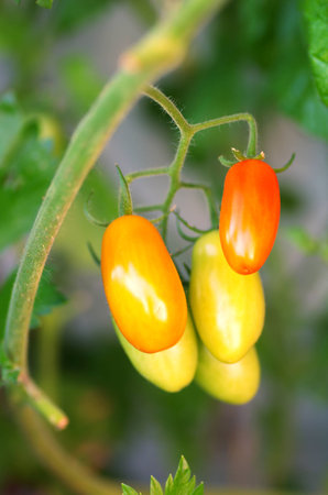 Organic tomatoes cherry garden.の写真素材