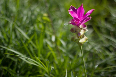 flower of thailandの写真素材