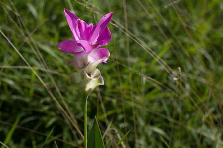 flower of thailandの写真素材