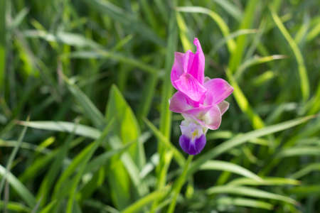 flower of thailandの写真素材