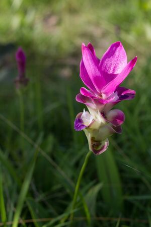 flower of thailandの写真素材